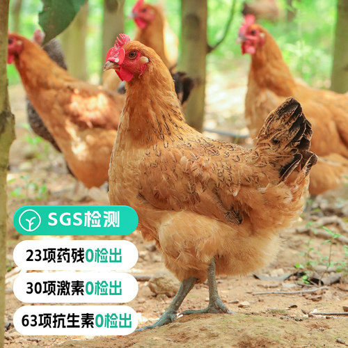 远方的梦想跑山老母鸡散养炖汤补山林散养600天新鲜现宰现发土鸡