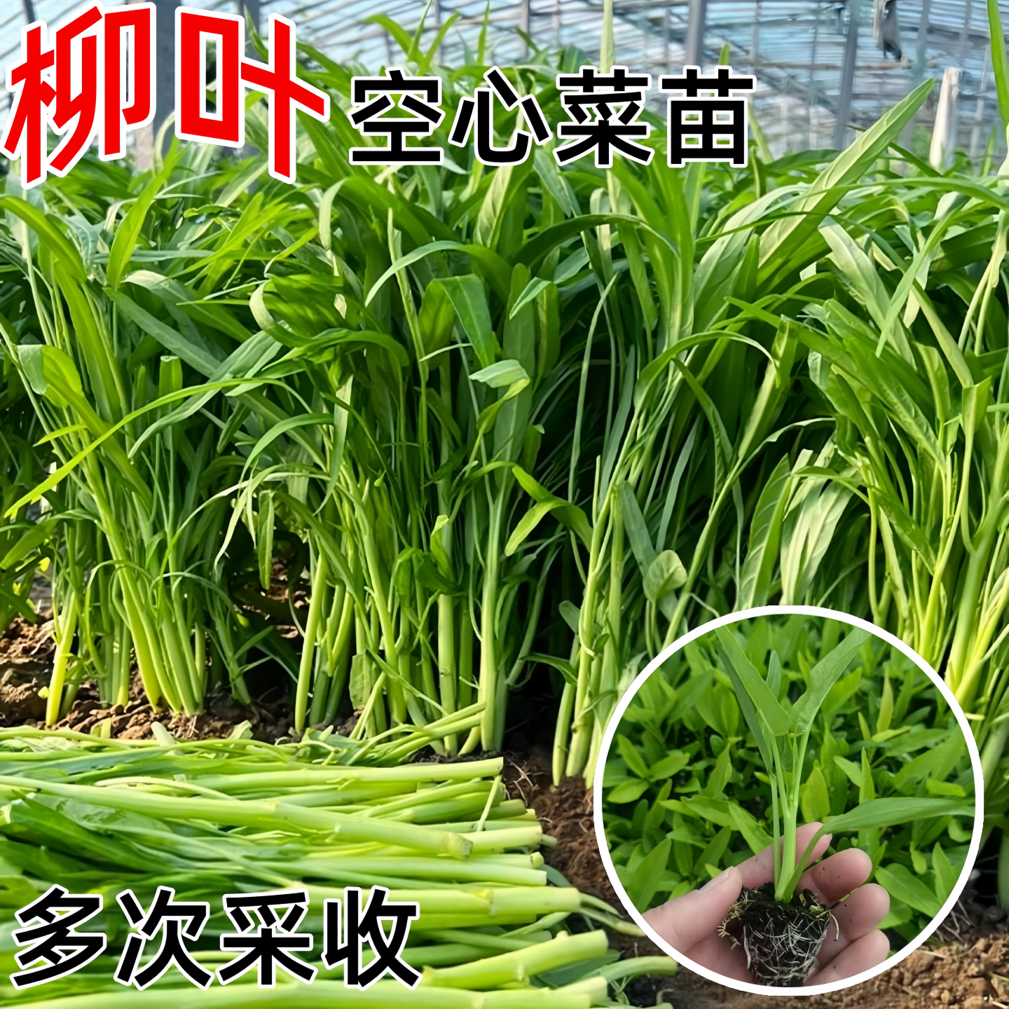 四季小叶空心菜苗种子秧苗菜苗高产多次采收南方阳台盆栽蔬菜种籽,鲜花速递/花卉仿真/绿植园艺,家庭园艺种子,淘宝优惠券,粉丝福利购,淘宝优惠卷