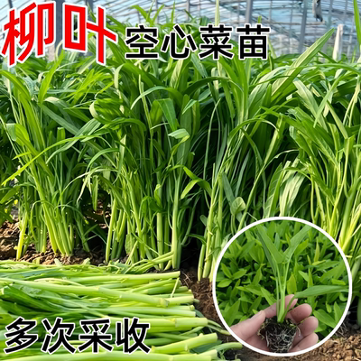 四季小叶空心菜苗种子秧苗菜苗高产多次采收南方阳台盆栽蔬菜种籽