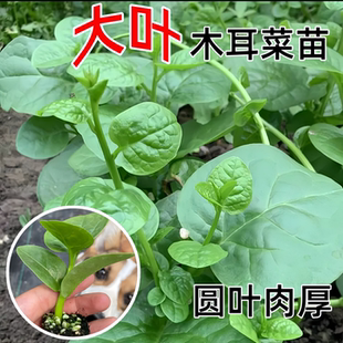 大叶木耳菜苗爬藤青菜秧四季阳台盆栽蔬菜种苗高产易种植圆叶肉厚