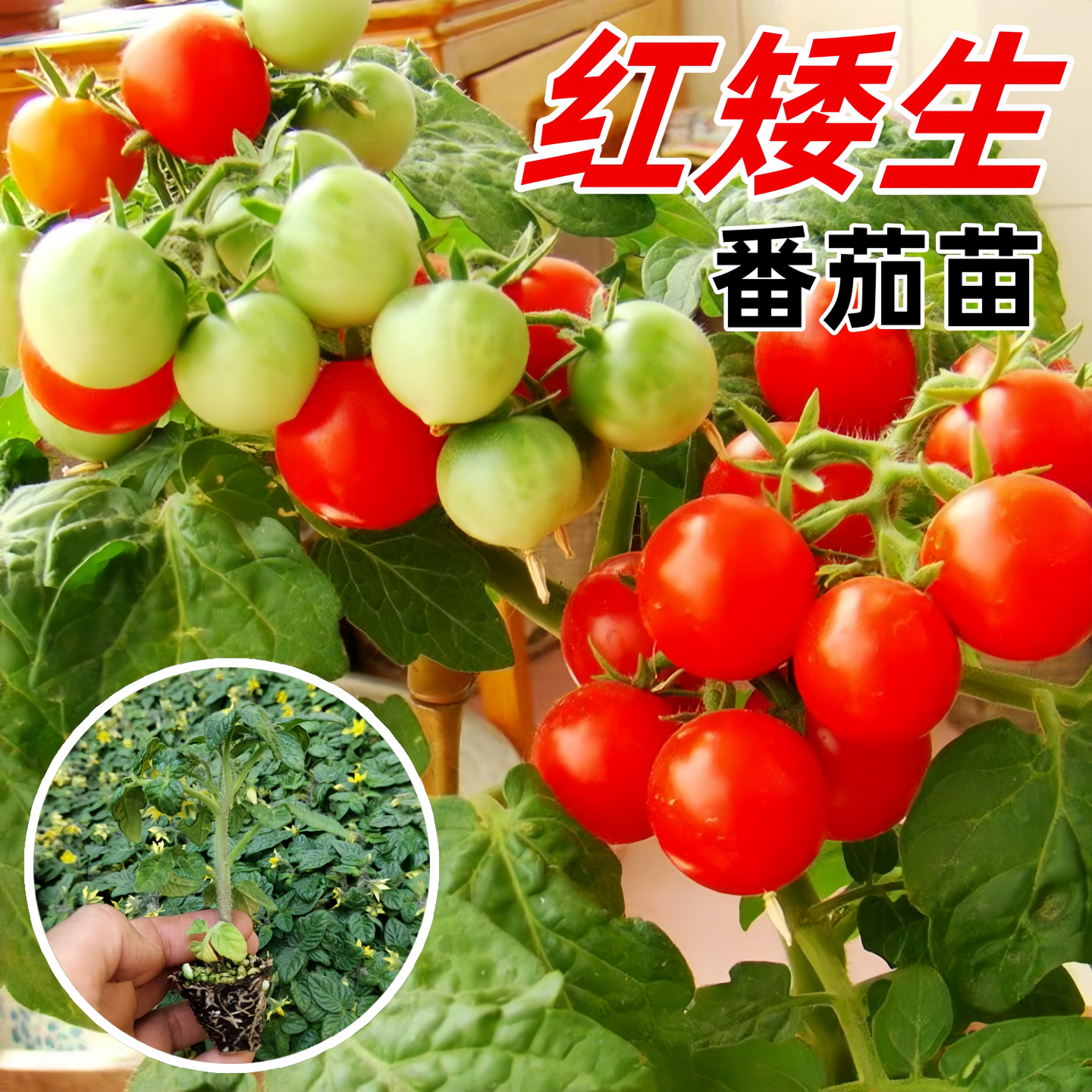 矮生番茄苗秧苗圣女果苗四季盆栽