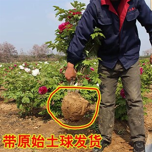 牡丹花苗带土球洛阳正宗重瓣盆栽老桩耐寒芍药庭院花开大苗花树苗