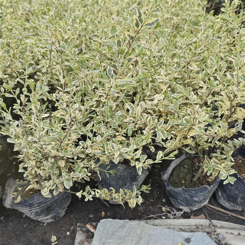 金姬小蜡银姬小蜡球形棒棒糖形本地绿化植物庭院种植四季常青美观