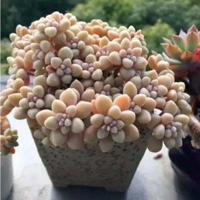 多肉植物姬秋丽小老桩群花卉绿植盆栽创意趣味可爱萌肉肉新手好养