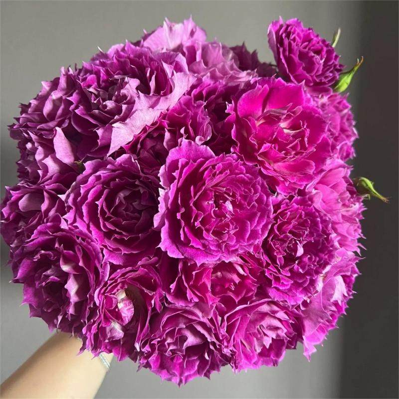 浓香天方夜谭月季阳台庭院盆栽灌木绿植抗病四季开花深桃色波浪边,鲜花速递/花卉仿真/绿植园艺,月季/蔷薇/玫瑰,淘宝优惠券,粉丝福利购,淘宝优惠卷