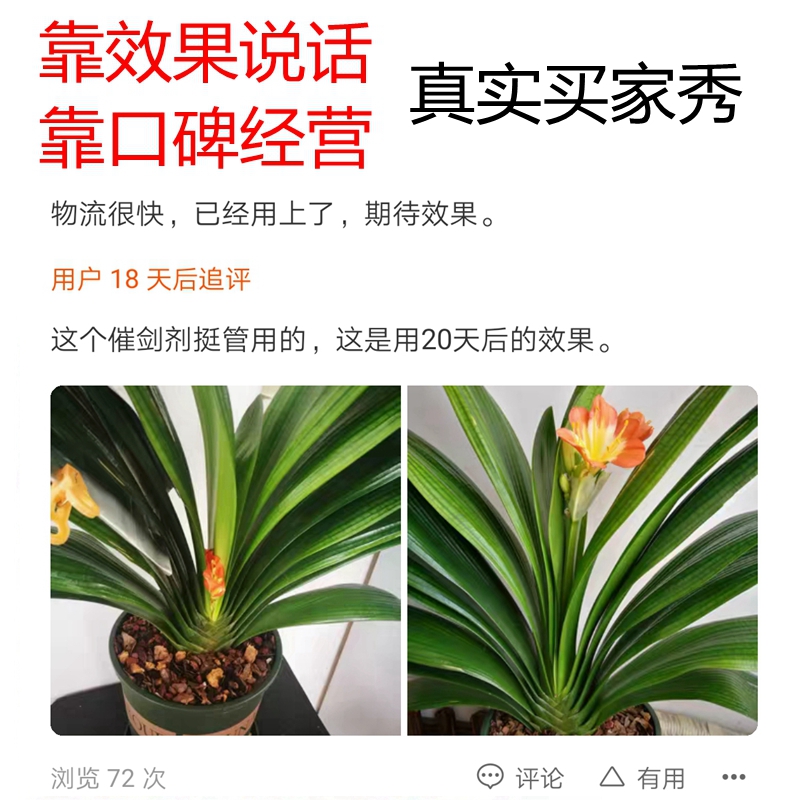 君子兰促箭剂防止夹箭灵催箭素拔箭剂专用肥抽箭促生长开花营养液