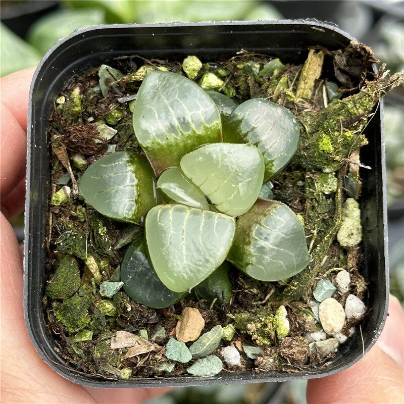 水晶葡萄克 十二卷属 多肉植物 6.5厘米盆油亮 一件包邮 不仅布蔓