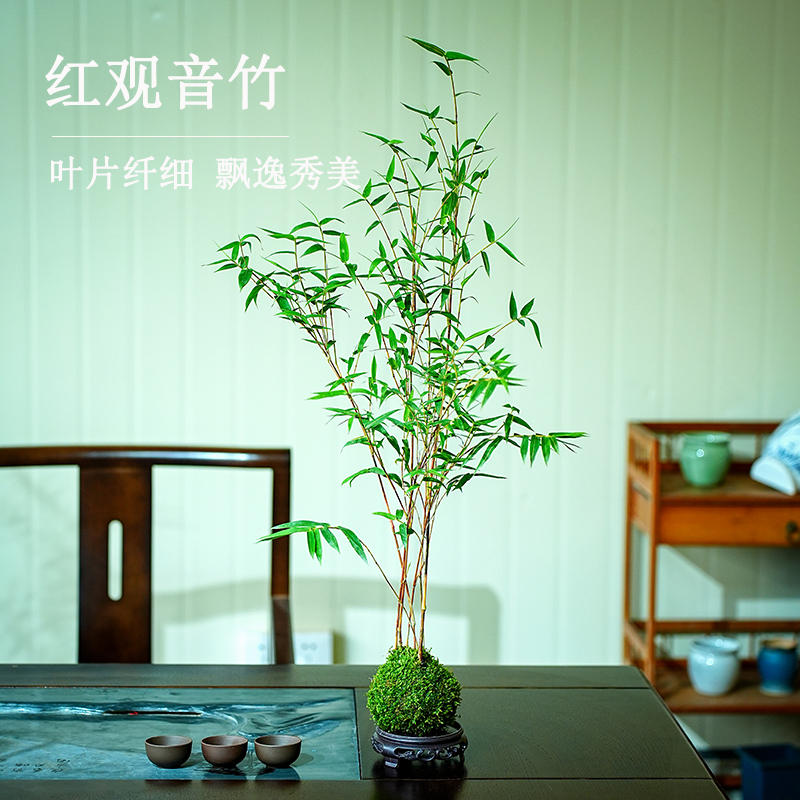 红观音竹云文米竹子苗内门造小盆栽景素材书房庭院阳台茶室内绿植
