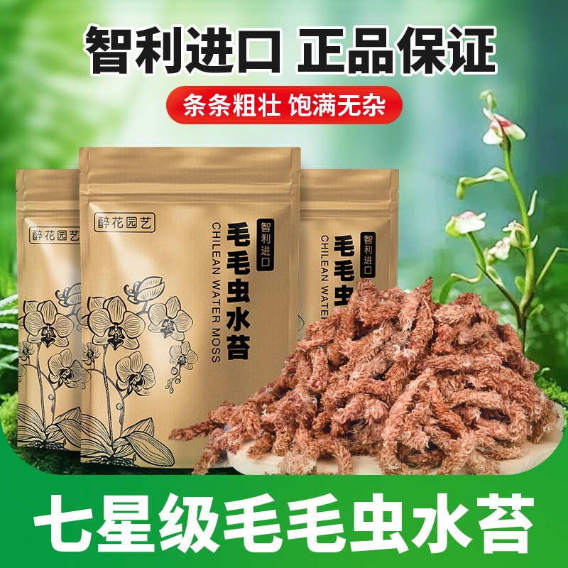 智利水苔蝴蝶兰专用毛毛虫水苔七星干苔藓兰花土植料乌龟冬眠垫材