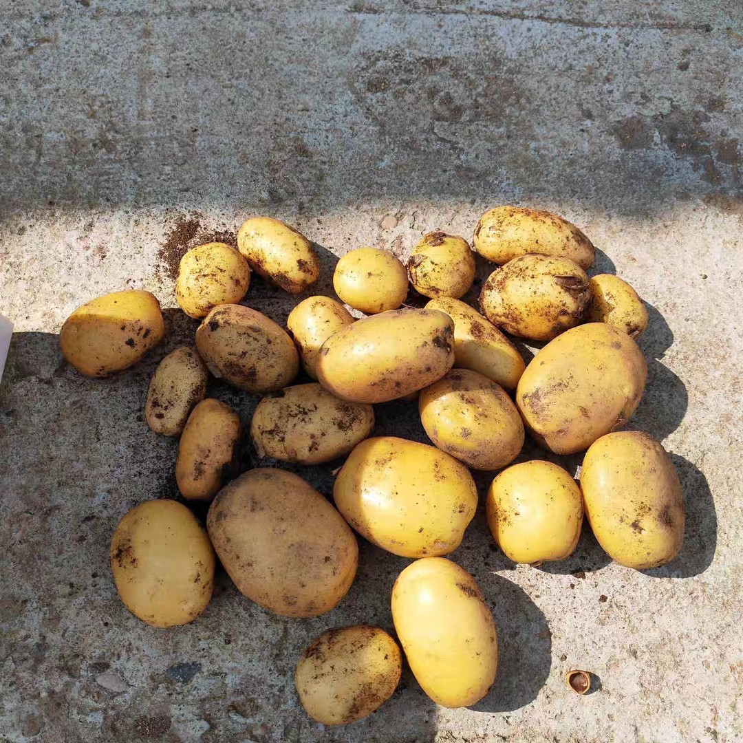 一宁家旱地黄金小土豆5斤包邮