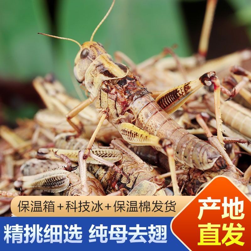 山东特产新鲜蚂蚱 蝗虫 蚱蜢 纯母去翅带籽 活体速冻东亚飞蝗顺丰