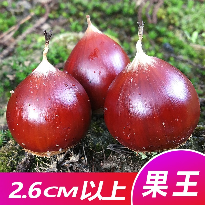 建瓯高山锥栗新鲜生锥栗油栗子圆栗尖栗1斤2斤3斤5斤开口器果王