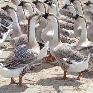 深山散养一年狮头鹅整只新鲜现杀现发大鹅