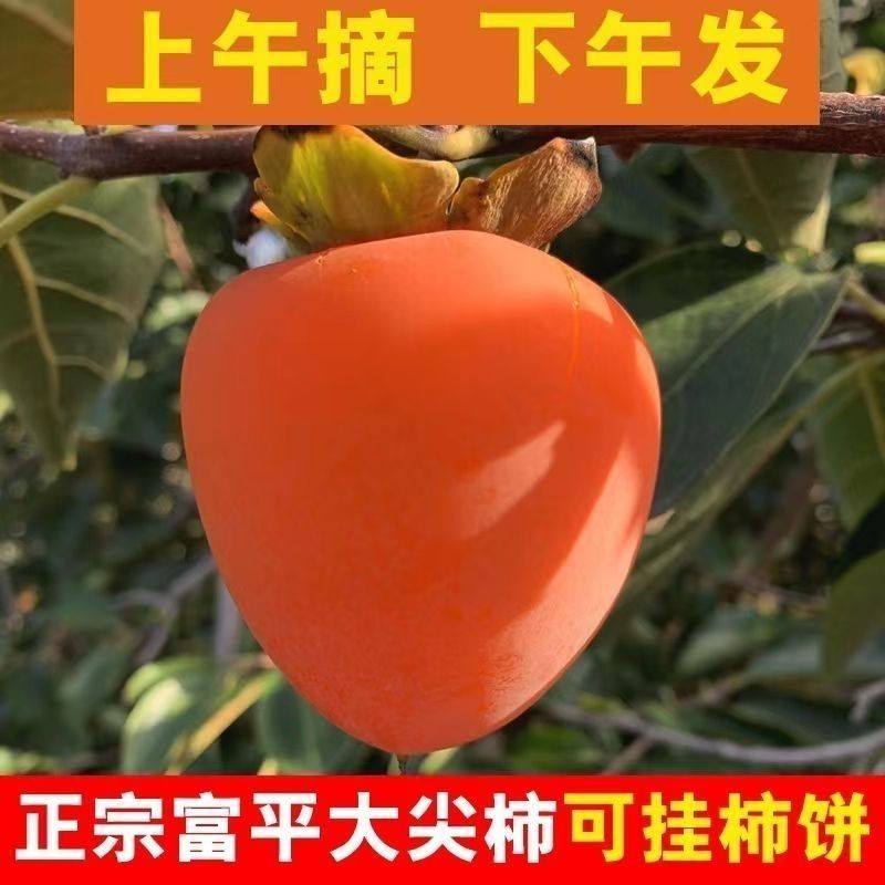 可口正宗富平柿饼专用大尖柿子当季新鲜现摘水果软甜柿子99%人没,水产肉类/新鲜蔬果/熟食,柿子,淘宝优惠券,粉丝福利购,淘宝优惠卷