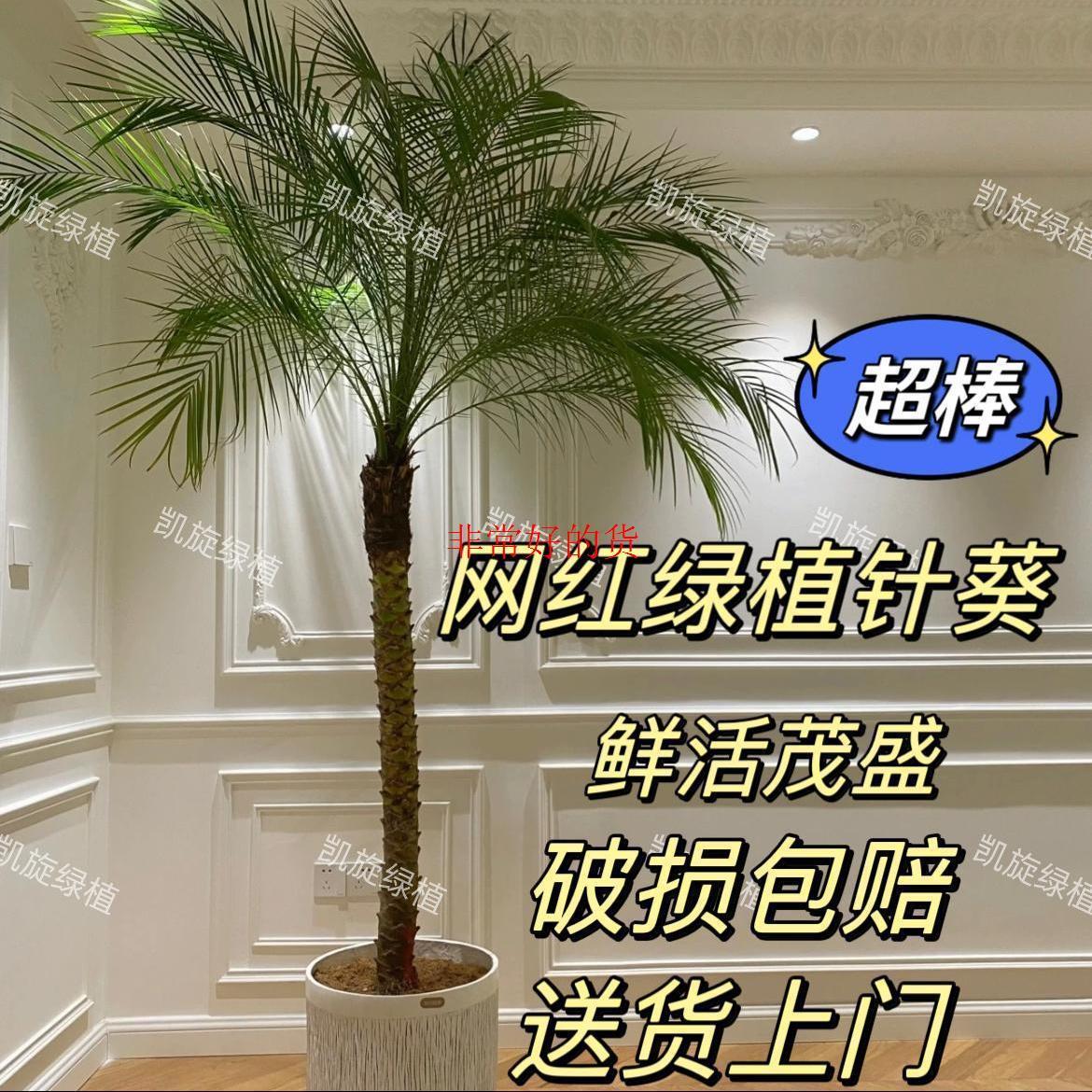 针葵树盆栽大型绿植物办公室内客厅椰子棕榈好养高杆轻奢仿真绿植