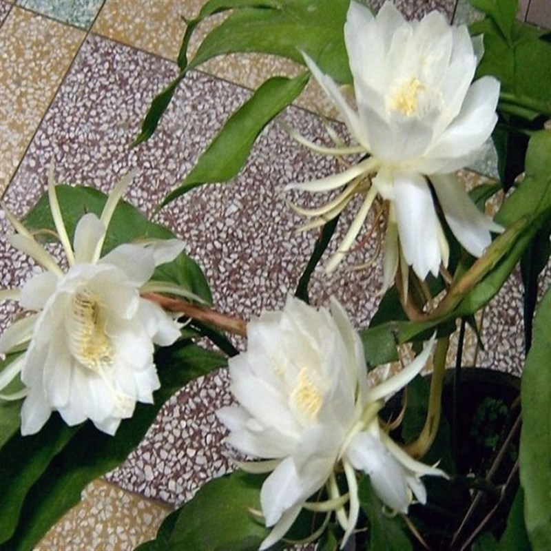 昙花苗 阳台桌面高档盆栽昙花 琼花苗 昙花盆栽 多色昙花带根发货