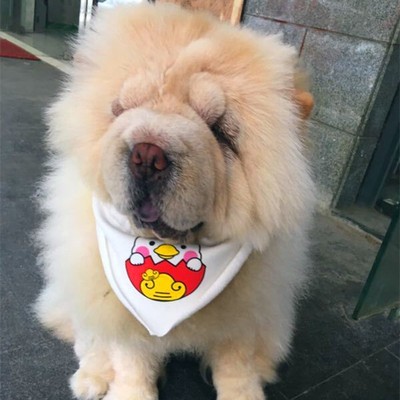 手工定制大型犬松狮萨摩耶狗狗宠物狗围嘴纯棉防水口水巾围脖包邮