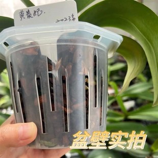 懒人水培花盆绿萝蝴蝶兰花卉绿植透明透气塑料定植盆简约北欧风