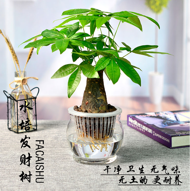 无土水培发财树玻璃盆水养盆栽办公室桌面除甲醛招财四季好养植物