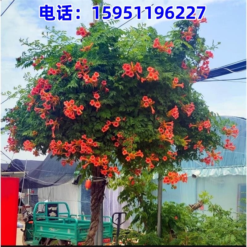 凌霄花苗爬藤植物老桩花卉盆栽阳台庭院喜阳耐寒新手易种南北种植