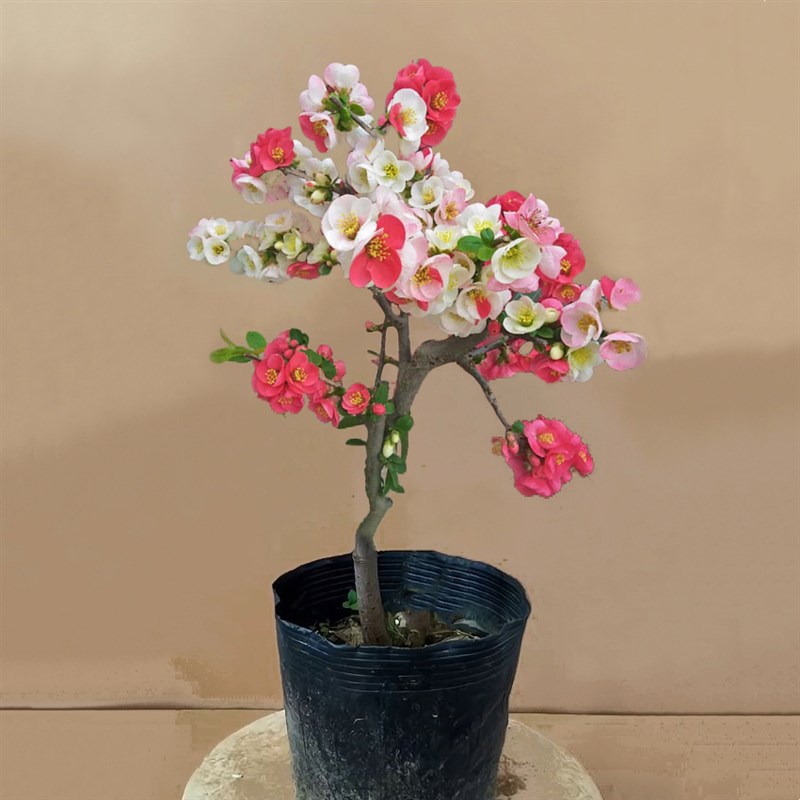 海棠花盆栽树苗盆景重瓣老桩庭院绿植物室内四季花卉开花好养易活