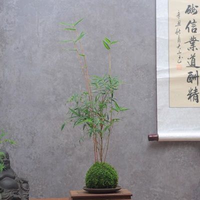 苔藓球植物米竹红观音竹金明竹水培盆景客厅M室内桌面观赏竹子盆