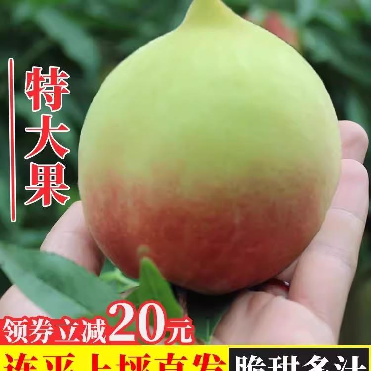 连平鹰嘴桃新鲜脆甜现摘当季大桃子时令水果整箱蜜桃广东特产
