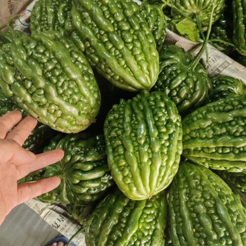 顺丰凉瓜苦瓜挂露天种植新鲜现摘清脆无渣农