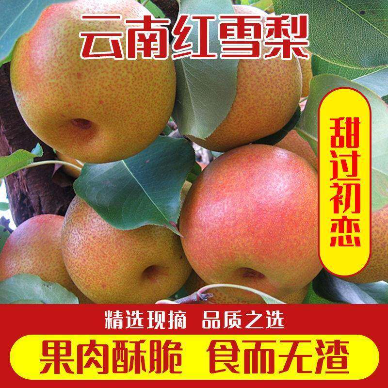 巍山红雪梨云南大理特产应季水果高原红雪梨新鲜冬雪梨子脆甜汁多