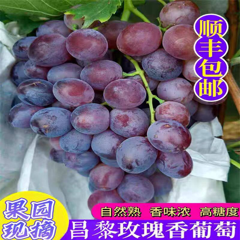 现摘昌黎玫瑰香葡萄无籽应季新鲜水果1-5斤葡萄现摘自家种顺丰邮