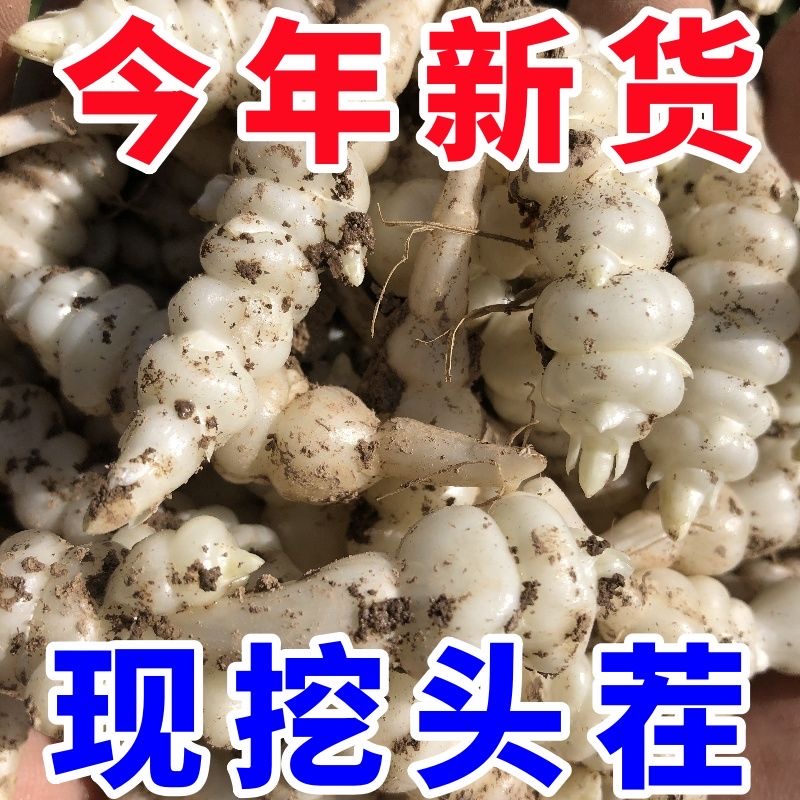 新鲜地溜子玉环甘露子地环宝塔菜螺丝菜地梨地葫芦洋姜农家种