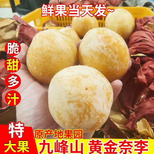 广东九峰山黄金奈李新鲜水果当季蜂糖脱骨恐龙蛋李子产自韶关乐昌