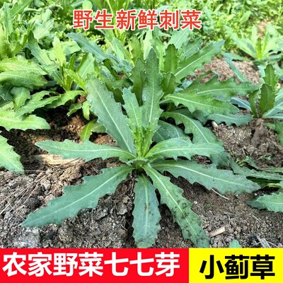 南通新鲜小蓟草刺菜流鼻血刺儿七七菜整根现挖刺角芽刺青青菜野外