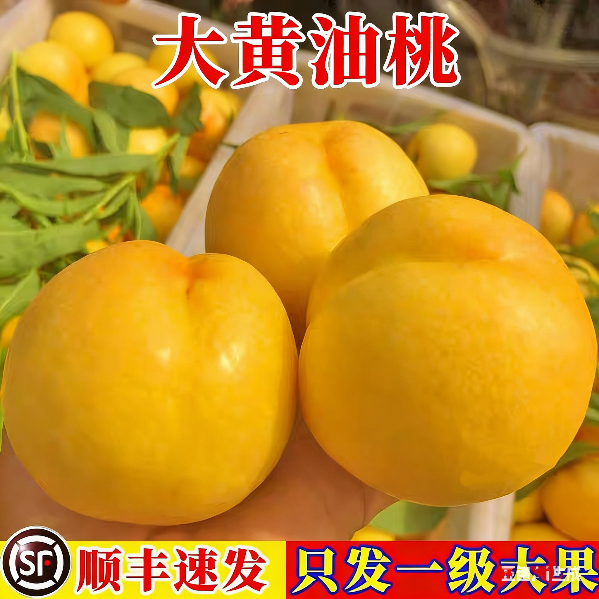 正宗新鲜黄油桃黄金蜜桃芒果桃黄金油桃新鲜水果油桃5斤顺丰
