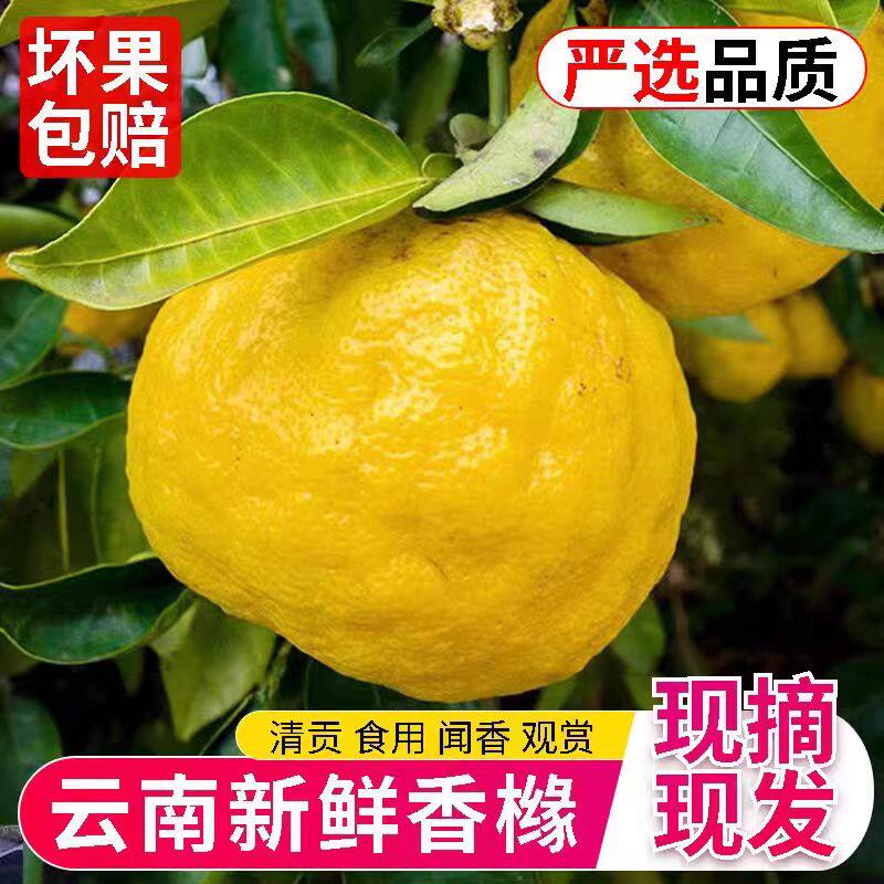 【现摘现发】云南新鲜特产香橼果新鲜当季水果中药材干货泡茶香橼