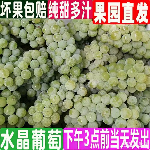 云南特产弥勒现摘现发水晶葡萄新鲜孕妇水果鲜果青绿酸甜多汁顺丰