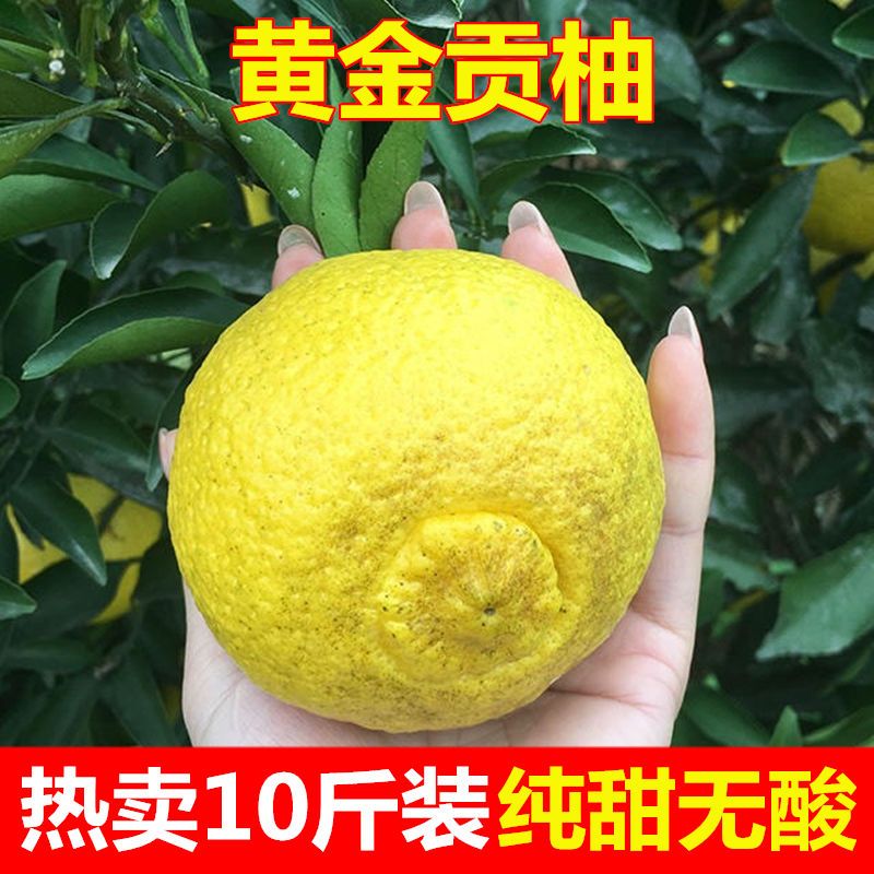 正宗湖南怀化黄金贡柚纯甜象山青10斤礼盒当季新鲜水果春香小柚子