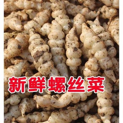 现挖螺丝菜新鲜宝塔菜地环甘露子地牯牛葫芦种子草石蚕蔬菜酱泡菜