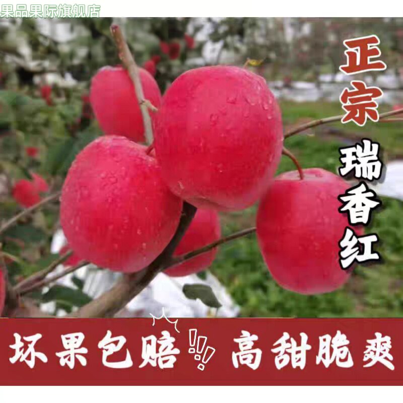 正宗瑞香红红苹果脆甜自带玫瑰花香新品种原产地白水国产苹果包邮图片
