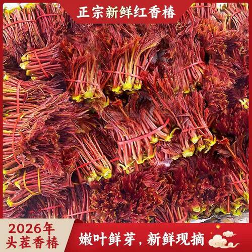 山东香椿芽新鲜露天头茬香椿芽沂蒙山野生蔬菜红香椿头3斤包邮