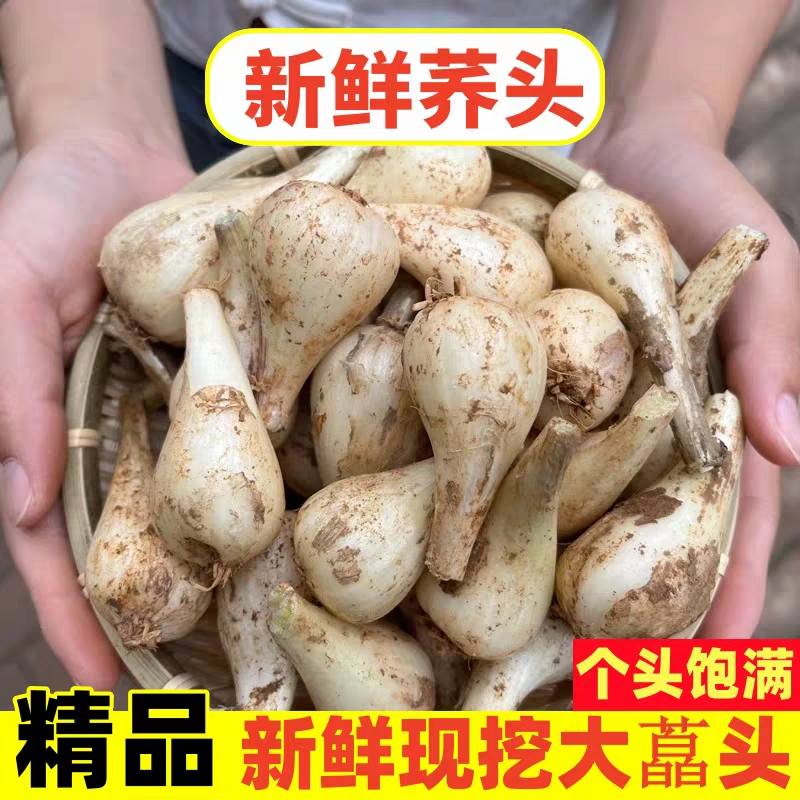 藠头新鲜四川茭头农家自种泡菜荞头叫头现挖大教头现茭白3斤5斤