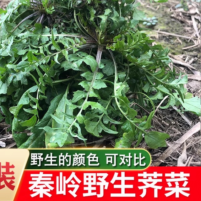 野生冷冻荠菜露天荠菜新鲜荠