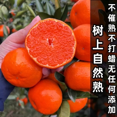正宗临海涌泉蜜桔黄岩橘子新鲜10斤当季水果整箱无核甜桔子