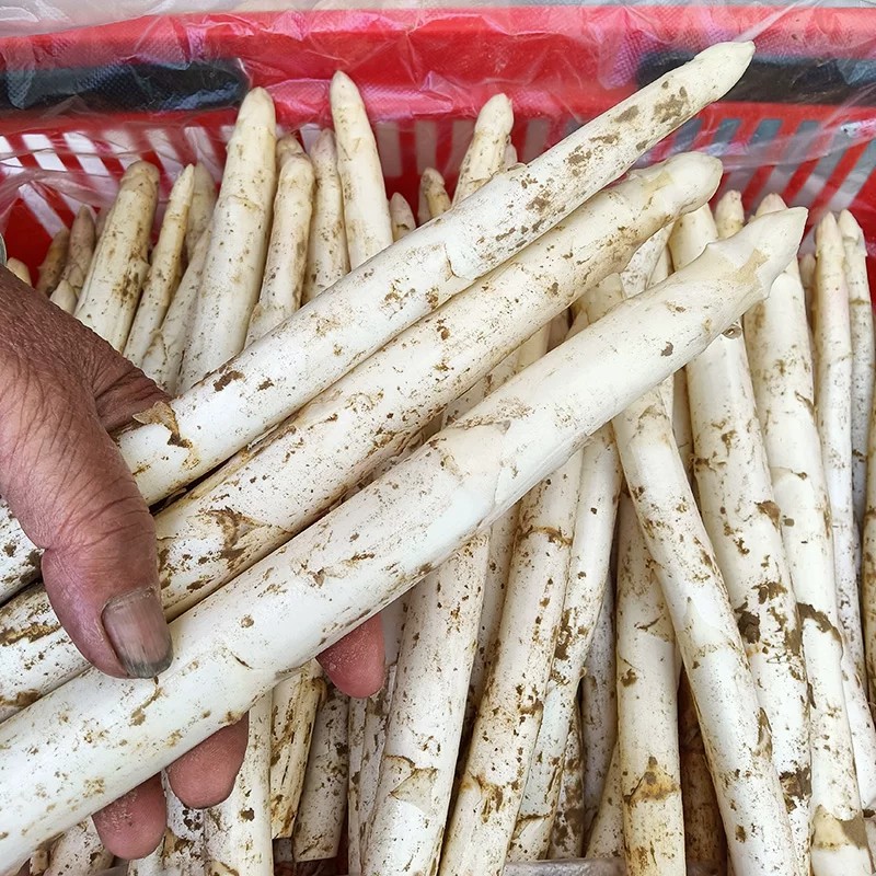 白芦笋新鲜蔬菜酒店西餐火锅生鲜食材包邮5斤白芦笋新鲜精品山东