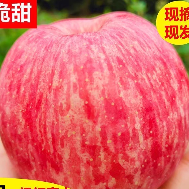 2025正宗陕西延安新洛川苹果一箱红富士10斤官方旗舰店产地直发