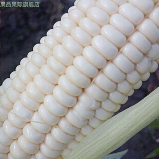 农家露天白甜玉米新鲜糯玉米粘黏玉米苞谷米时令蔬菜现摘带皮