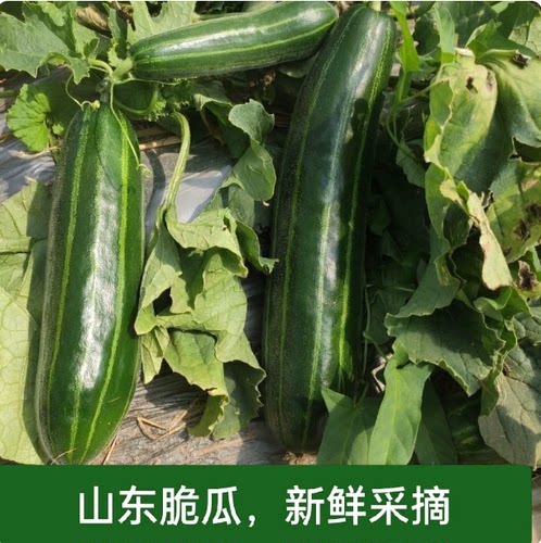山东新鲜脆瓜梢瓜菜瓜烧瓜清脆爽口一级八棱脆瓜孕妇水果现摘现发