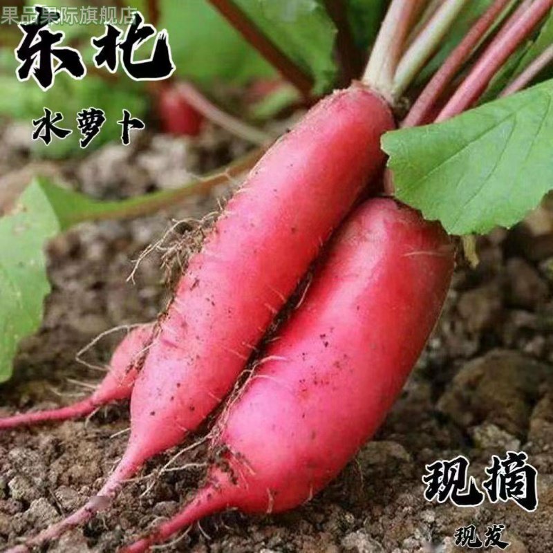 东北水萝卜新鲜红皮白心萝卜胭脂萝卜泡菜萝卜蘸酱菜凉拌萝卜,水产肉类/新鲜蔬果/熟食,萝卜/胡萝卜,淘宝优惠券,粉丝福利购,淘宝优惠卷