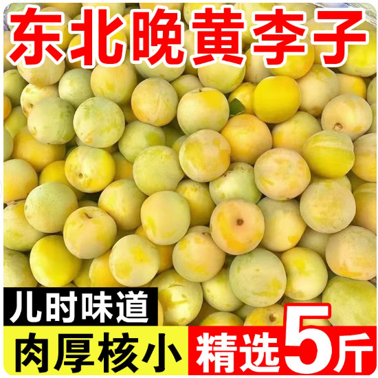 东北特产黄李子小黄李子干碗现摘现发老品种应季孕妇水果酸甜口