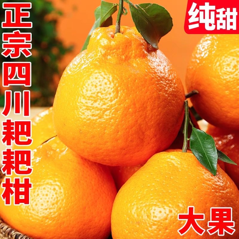 丑橘耙耙柑橘子粑粑柑当季整箱新鲜水果10斤杷杷丑桔柑特